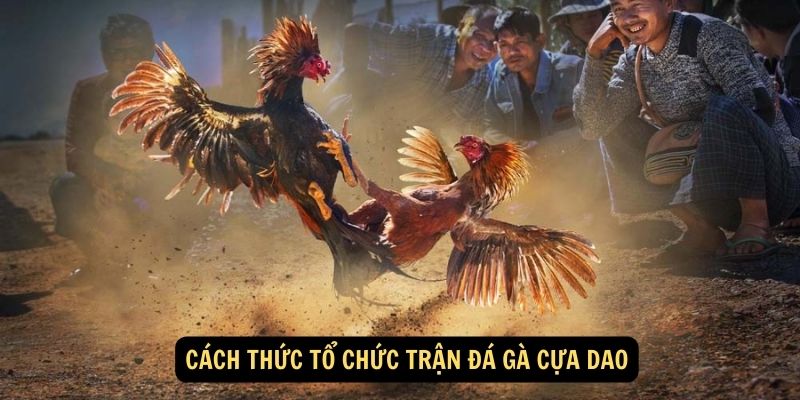 Cách thức tổ chức trận đá gà cựa dao